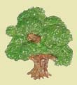 Small Oak Tree