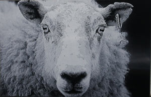 Black and white etching - sheep