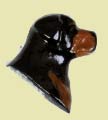 Rottweiler Head