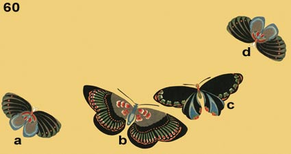 Butterflies #60