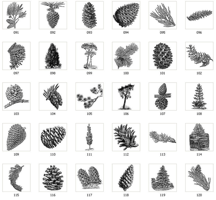 Tree and Leaf Designs