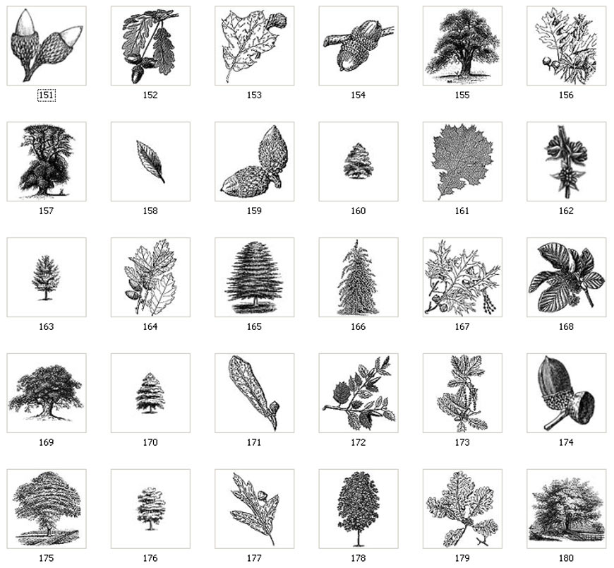 Leaves and Trees Line Drawings