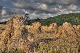 Corn Stocks