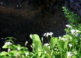 Wild Garlic