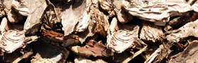 Big Wood Chips