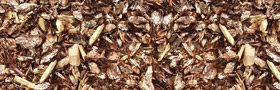 Small Wood Chips