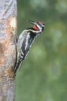 Woodpecker