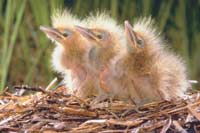 Baby Birds