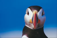 Puffin