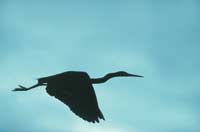 Flyinh Heron