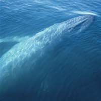 Whale Underwater