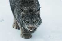 Wild Cat