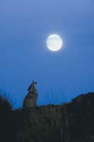 Wolf in Moonlight