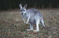 Kangaroo