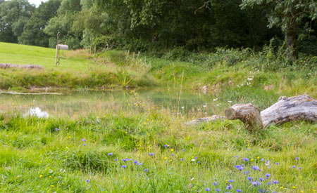 Pond for wildlife