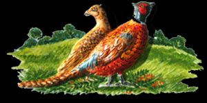 Pheasant