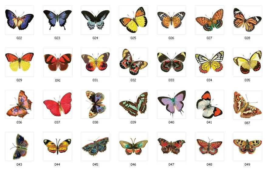Full colour images of butterflies