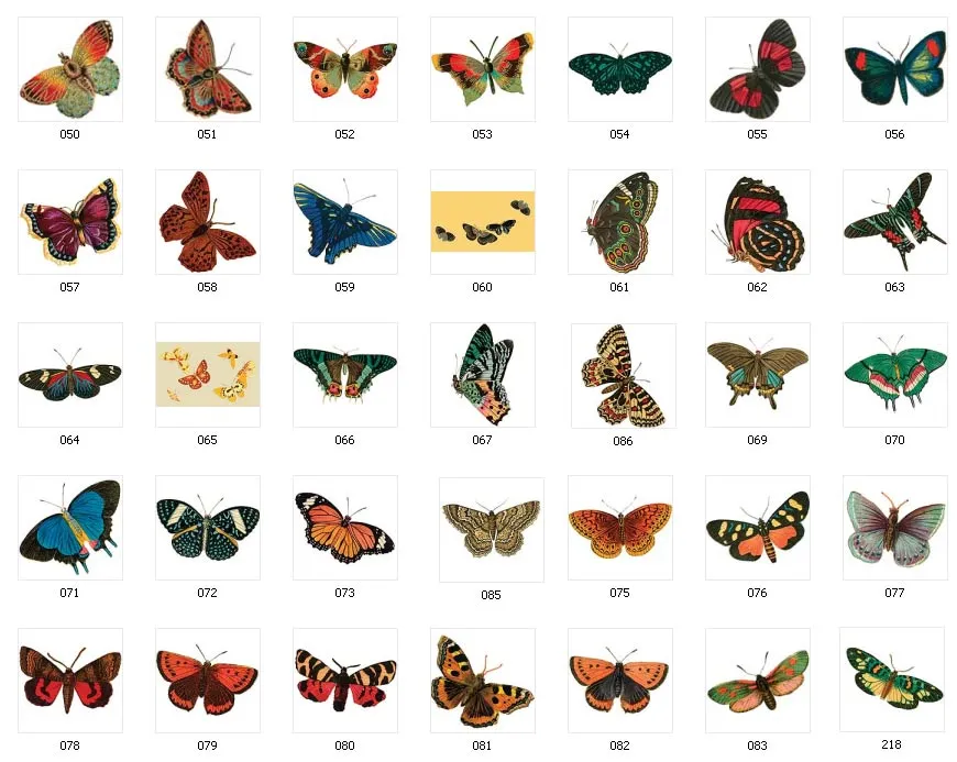 Full colour images of butterflies