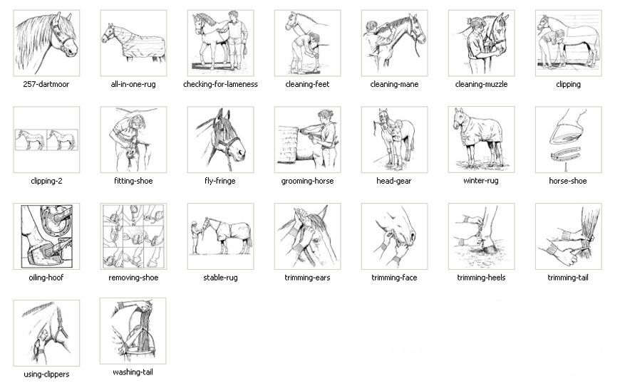 Horse images, dartmoor pony, equine care, trimming, fitting shoes