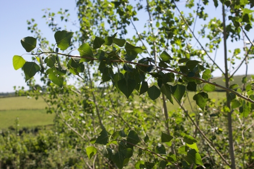 Wonderful Willow and Perfect Poplar Wonderful Willow and Perfect Poplar