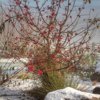 Helping Wildlife Through Autumn and Into Winter