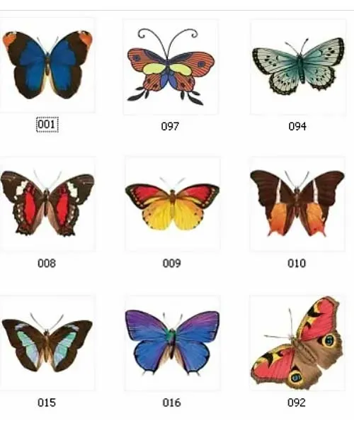 Butterfly Images