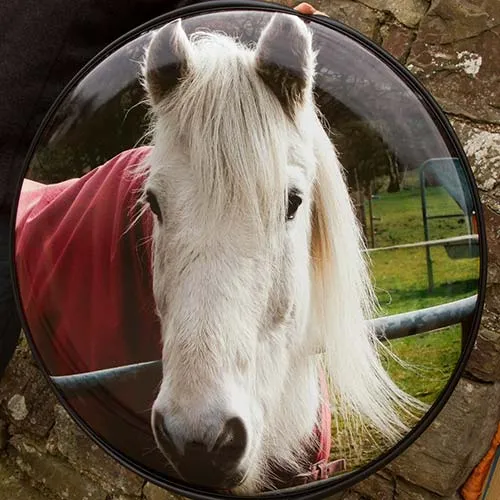 The better the photo sent to us, the better the result Horse Wheel Cover