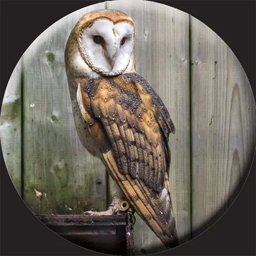 Barm Owl