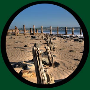Driftwood