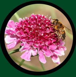 Flower Bee