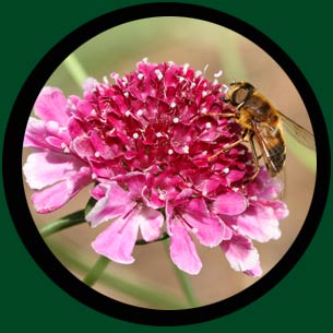 Bee