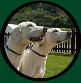 Hounds