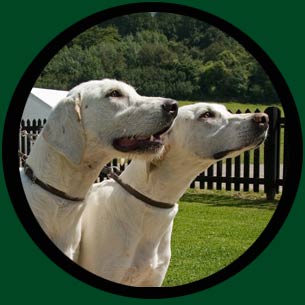 Hounds