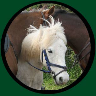 Ponies
