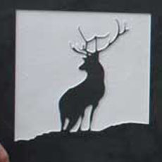 Standard image - stag