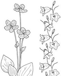 Image Library - Wild Flowers Images for signs and memorials