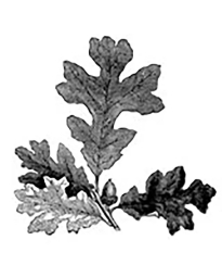 Image Library - Trees and Leaves Images for signs and memorials