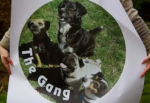 Full Colour Printed Sticker