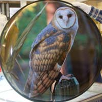 Stock design - owl wheelcover.