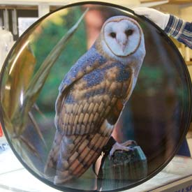 Sitting Barn Owl