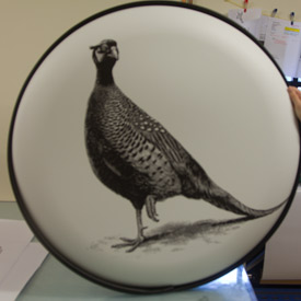 black and white pheasant