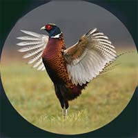 Stock design pheasant wheel cover.