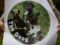 Wheel Cover Sticker